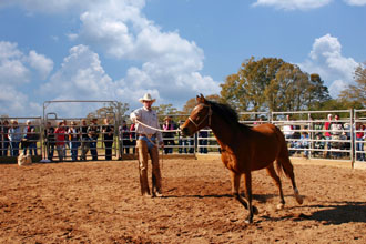 Ed Dabney Horse Training